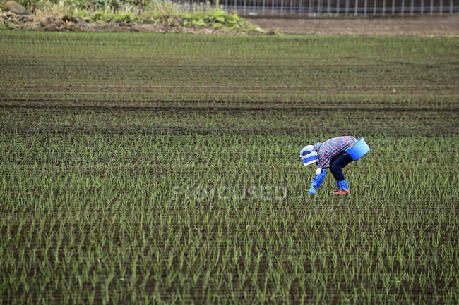 Mujer plantando arroz en un arrozal, Asahikawa, Hokkaido, Japón - foto de stock