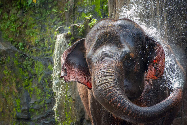 Elefanten spritzen Wasser, Tangkahan, Sumatra, Indonesien — Stockfoto