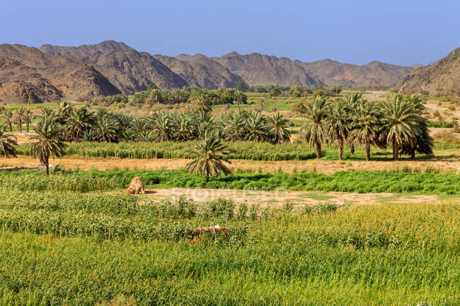 Farmland in the mountains, Saudi Arabia — Stock Photo