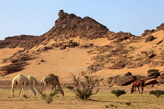 Drei Kamele und ein Pferd auf der Weide in der Wüste, Saudi-Arabien — Stockfoto