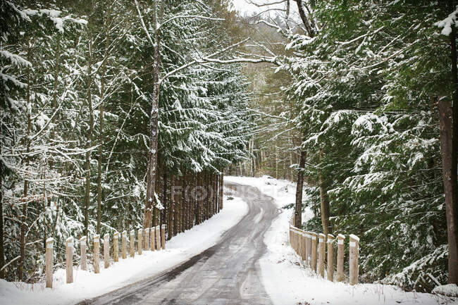 Treelined road in winter, Canada — Stock Photo