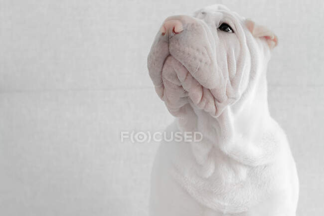 Портрет щенка Шар-Пей — стоковое фото