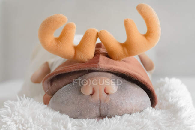 Shar-pei dog wearing a reindeer hat — Stock Photo