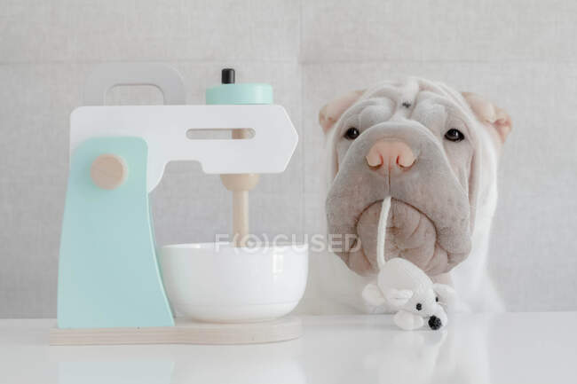 Shar-pei perro con un ratón en la boca sentado junto a una batidora de alimentos de juguete - foto de stock
