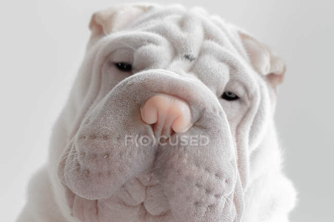 Retrato de un perro cachorro Shar-pei - foto de stock