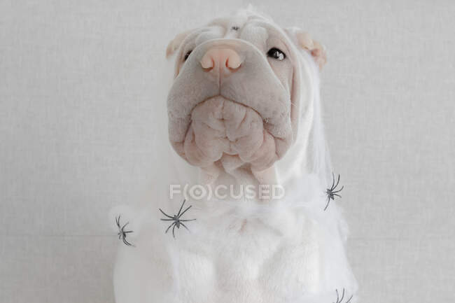 Shar-pei puppy covered in Halloween cobwebs and spiders — Stock Photo