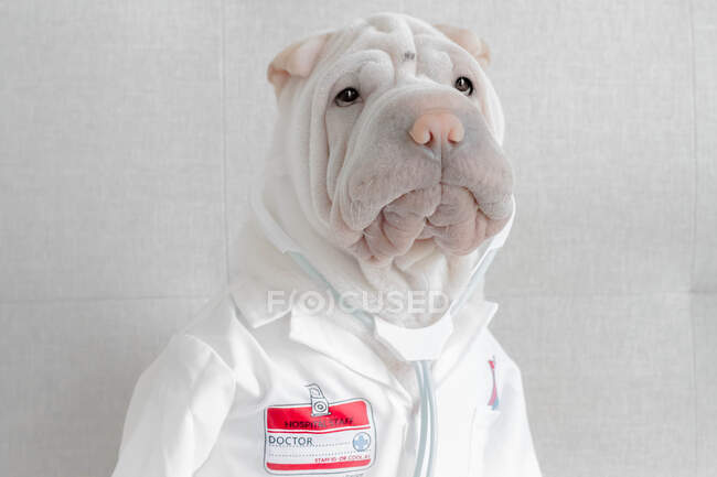 Shar-pei dog dressed in a doctor's costume — Stock Photo
