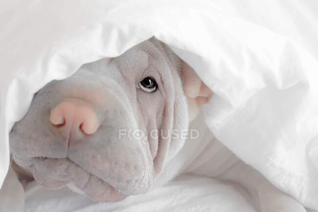 Shar-Pei Welpe versteckt sich unter einer Bettdecke — Stockfoto