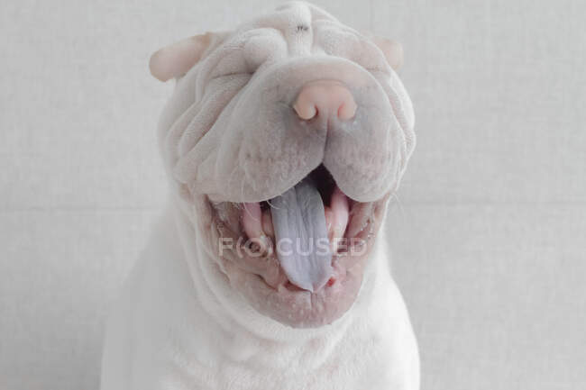 Щеняча собака Шар-Пі позіхання — стокове фото