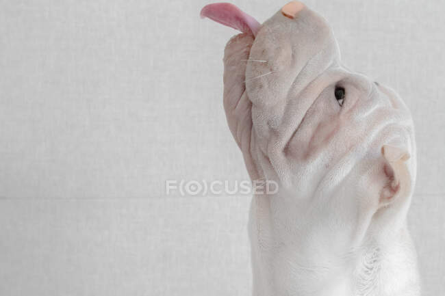 Shar-pei filhote de cachorro saindo da língua — Fotografia de Stock