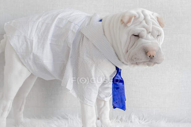 Shar-pei cucciolo di cane indossa una camicia e cravatta — Foto stock