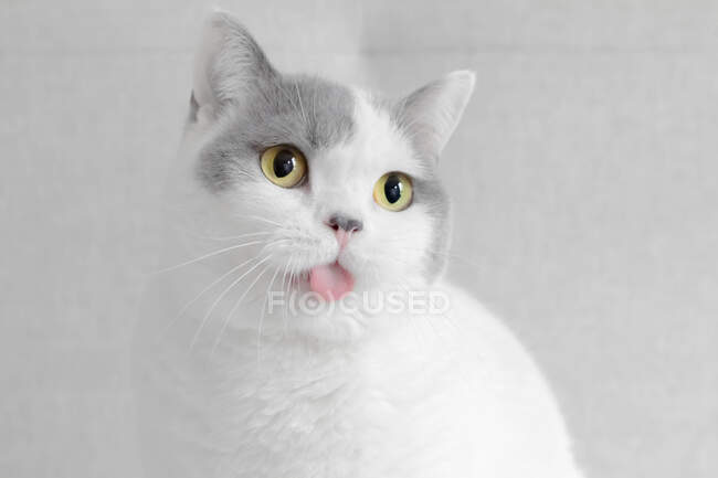 Portrait of a British shorthair cat sticking out tongue — Stock Photo