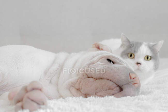 Британская короткошерстная кошка прячется за щенячьим псом — стоковое фото