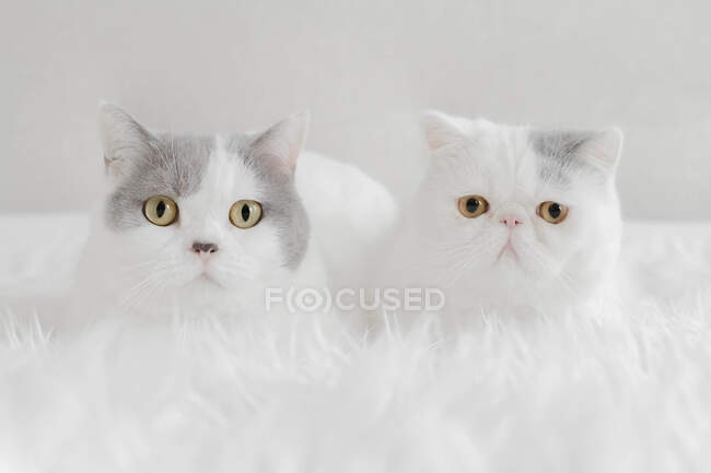 British shorthair gatto sdraiato accanto a un esotico gattino stenografia su una coperta bianca soffice — Foto stock