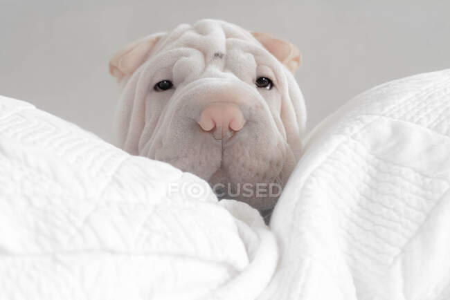Shar-pei cucciolo seduto tra i cuscini — Foto stock