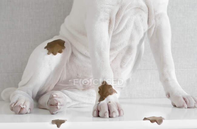 Cãozinho Shar-pei coberto com manchas de lama — Fotografia de Stock