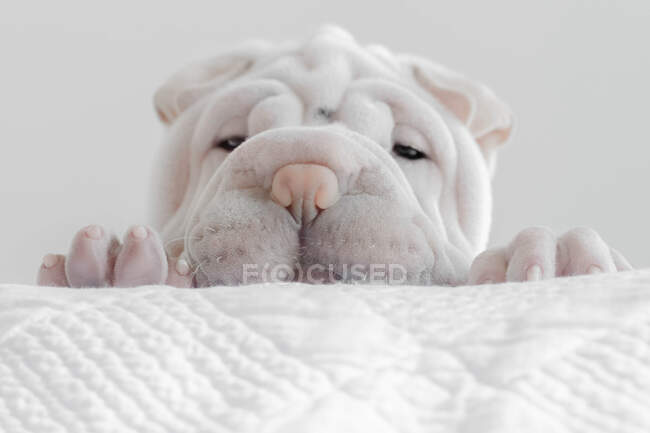 Щеня Шар-Пі заглядає над краєм ліжка — стокове фото