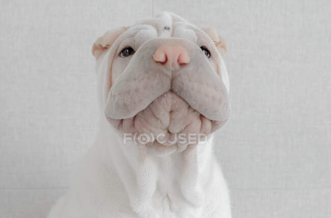 Портрет щенка Шар-Пей — стоковое фото