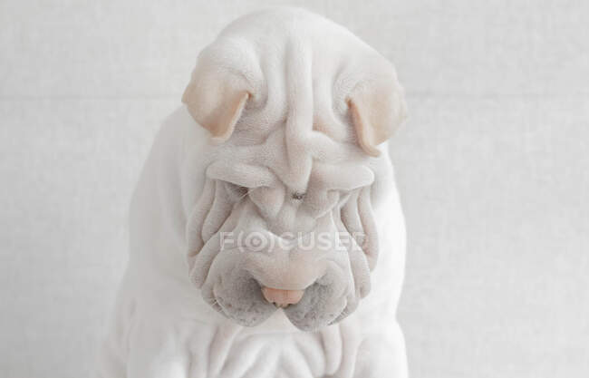 Портрет щенка Шар-Пей, смотрящего вниз — стоковое фото