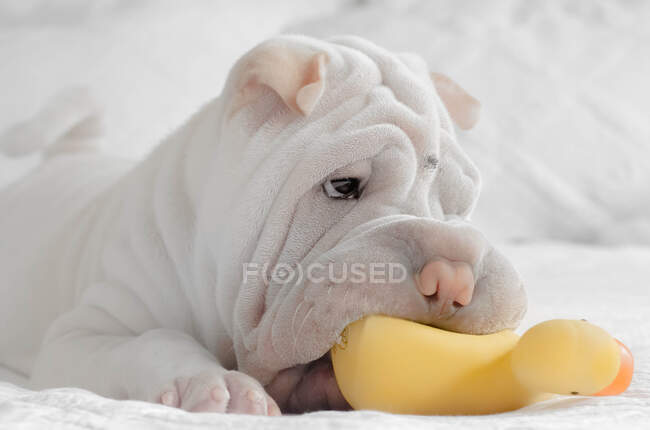 Shar-pei cachorro cão com um pato de brinquedo em sua boca — Fotografia de Stock