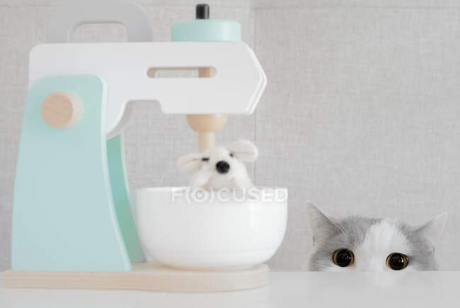 Britânico shorthair Cat olhando para um mouse em um misturador de alimentos — Fotografia de Stock