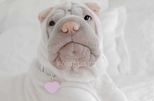 Shar-pei puppy wearing heart ID tag — Stock Photo