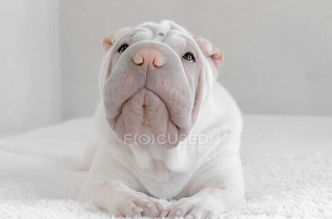 Shar-pei puppy dog lying on a bed — Stock Photo