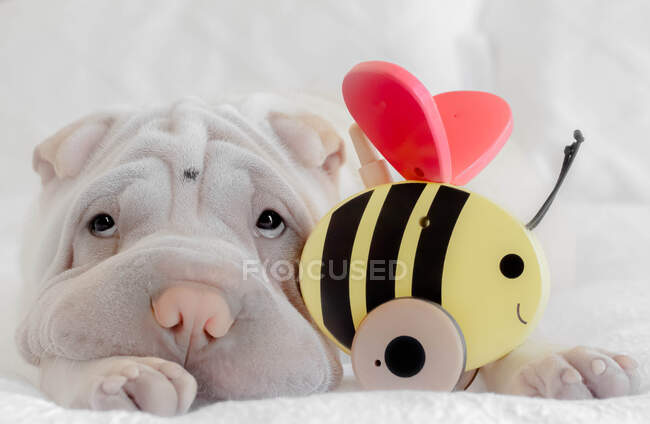 Shar-pei puppy lying next to a wooden bee — Stock Photo