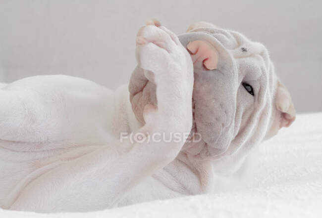 Shar-pei cachorro cão lambendo sua pata — Fotografia de Stock