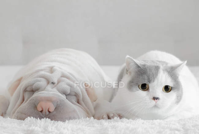 Shar-pei and a British shorthair cat lying on a bed — Stock Photo