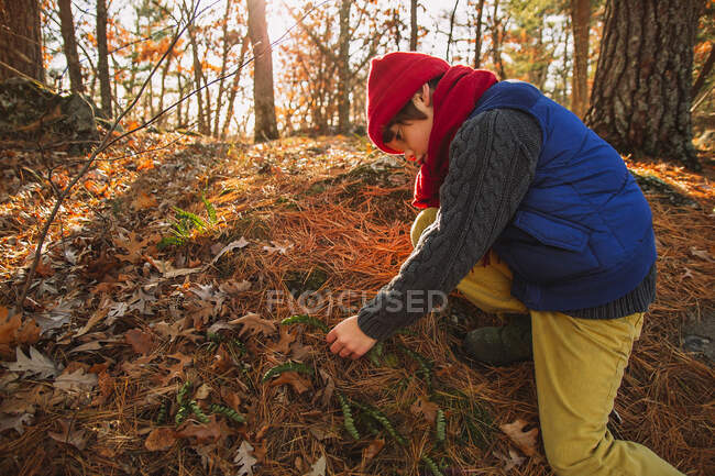 Junge betrachtet Farnpflanzen, die im Wald wachsen, USA — Stockfoto