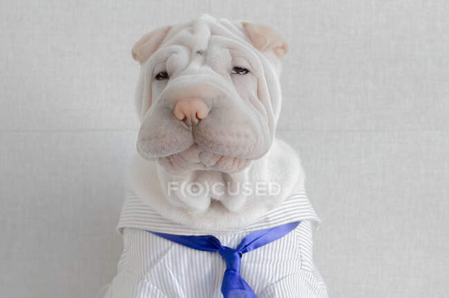 Shar-pei puppy wearing a shirt and tie — Stock Photo