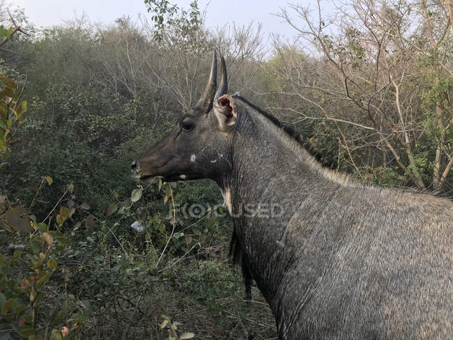 Retrato de un nilgai, Aravalli Biodiversity Park, Nueva Delhi, India - foto de stock