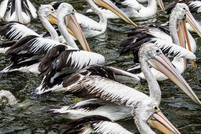 Flock of pelicans swimming in a lake, Indonesia — Stock Photo
