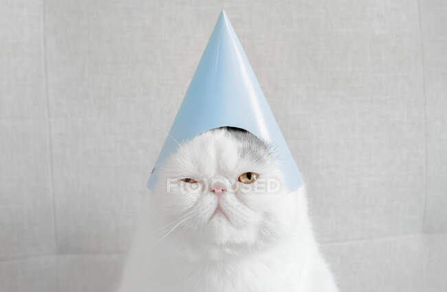 Portrait of an Exotic shorthair cat wearing a party hat — Stock Photo