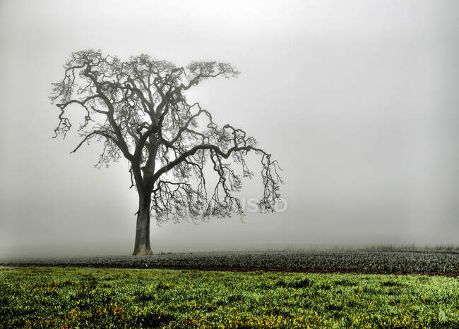 Oak tree in the mist, Canada — Stock Photo
