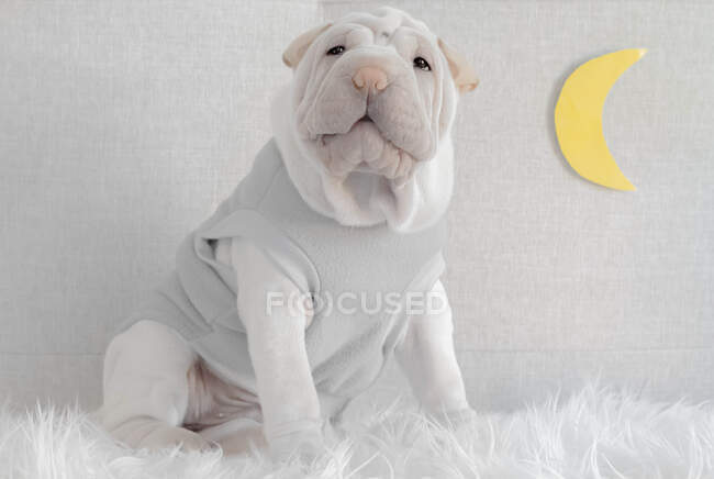 Shar-pei puppy sitting next to a moon — Stock Photo