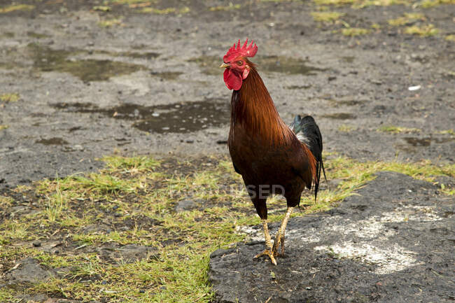 Portrait of a rooster, Japan — Stock Photo