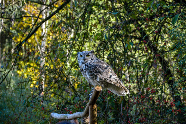 Great Horned Owl em um ramo, Canadá — Fotografia de Stock