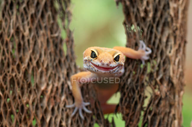 Close-up de um leopardo gecko, Indonésia — Fotografia de Stock