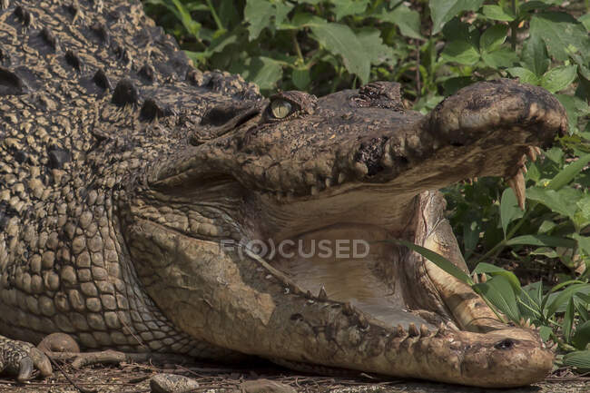 Nahaufnahme eines Krokodils mit offenem Maul, Indonesien — Stockfoto