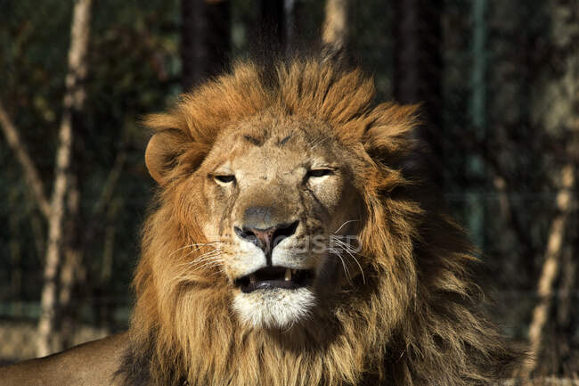 Ritratto di leone, Giappone — Foto stock