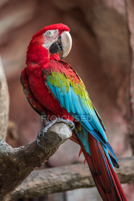 Parrot perched on a branch, Japan — Stock Photo
