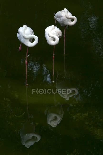 Drei Flamingos stehen in einem See in Singapur — Stockfoto