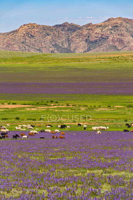 Ziegen weiden in der ländlichen Landschaft, Mongolei — Stockfoto