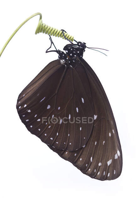 Mariposa en una planta, Indonesia - foto de stock