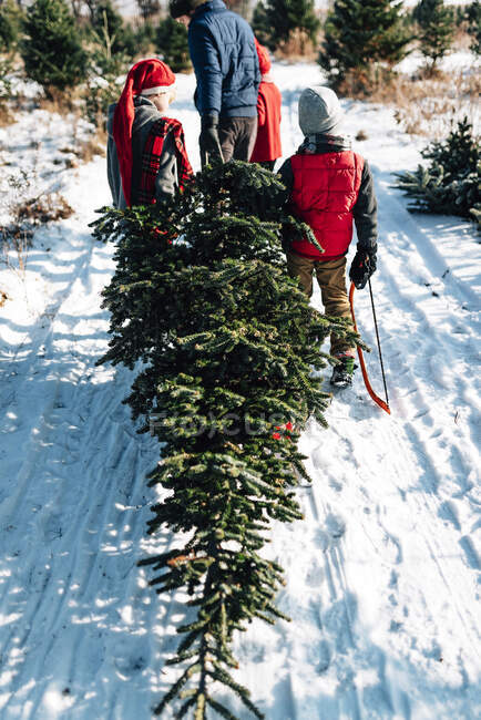 Pai e três crianças carregando árvore de Natal em cena ao ar livre nevado — Fotografia de Stock