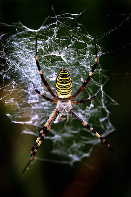 Spinne im Spinnennetz, Japan — Stockfoto