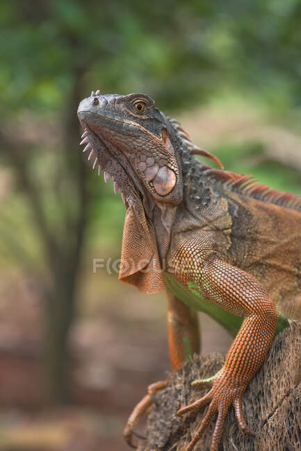 Porträt eines Roten Leguans, Indonesien — Stockfoto