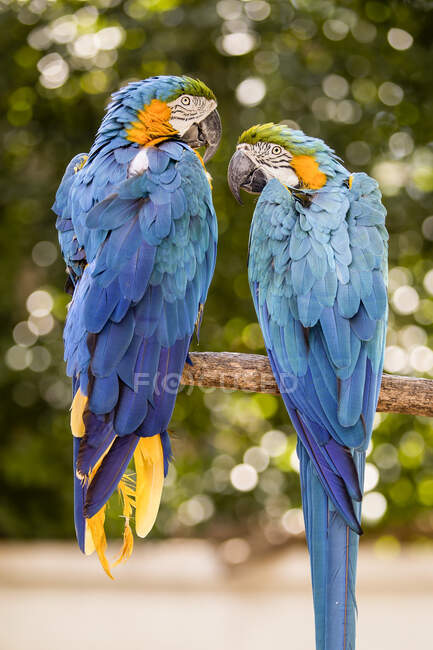 Dois papagaios em um ramo, Japão — Fotografia de Stock